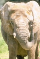 lphant