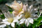 fleur blanche