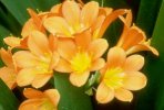 fleur jaune