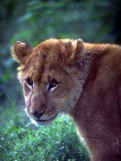 lionne
