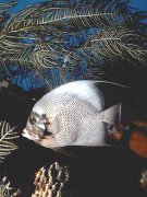 poisson