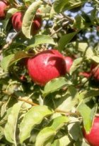 pommes